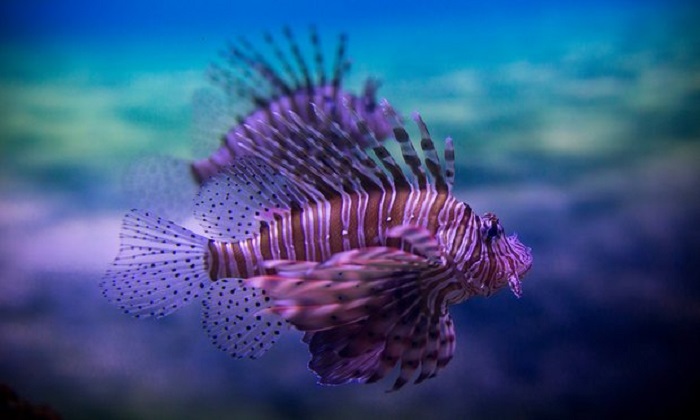 Poisonous tropical lionfish could be spreading through Mediterranean